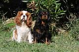 CAVALIER KING CHARLES 603